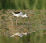 Black-winged Stilt