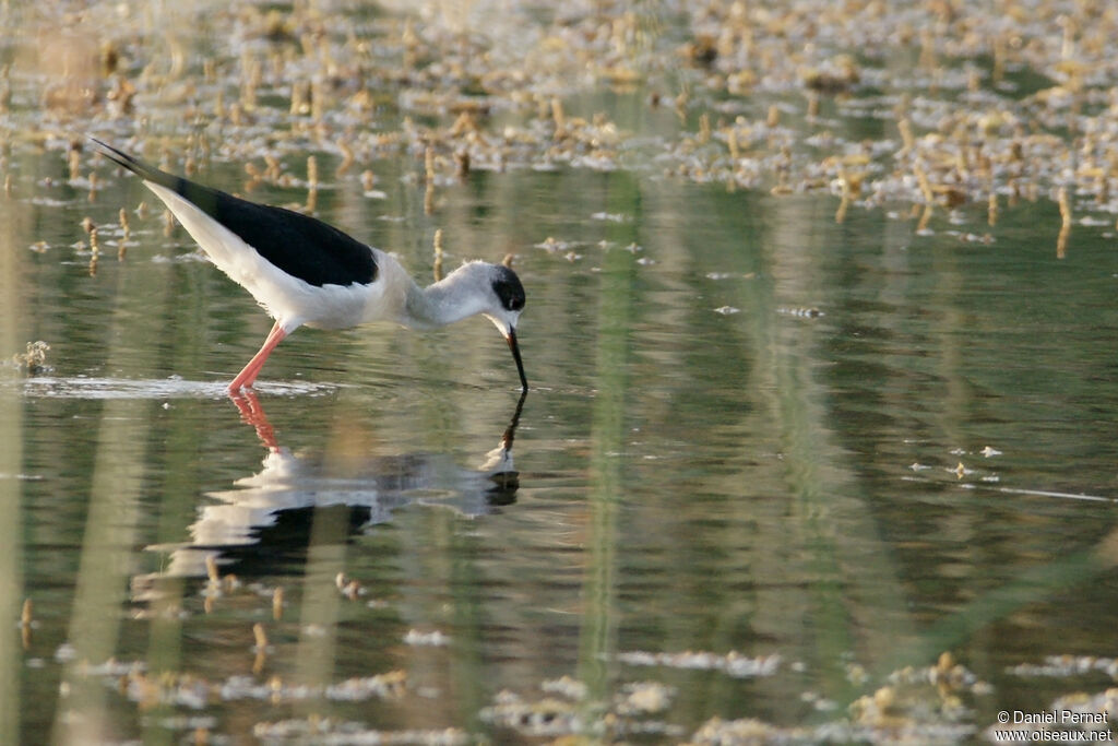 Échasse blanche, habitat, pêche/chasse