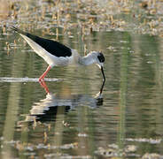 Black-winged Stilt