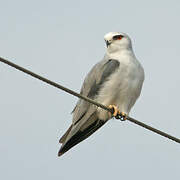 Black-winged Kite