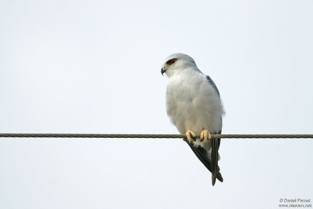 Élanion blancadulte, identification