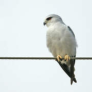 Black-winged Kite