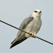 Black-winged Kite