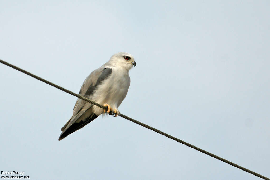 Black-winged Kiteadult, identification