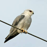 Black-winged Kite