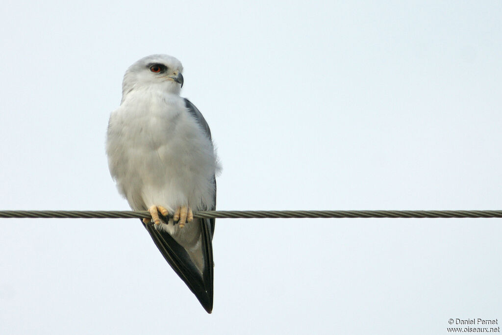 Élanion blancadulte, identification