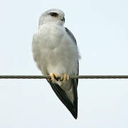 Black-winged Kite