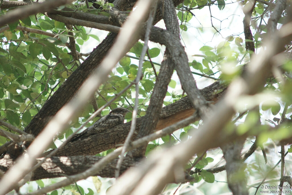 Jungle Nightjaradult, habitat