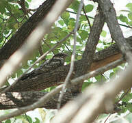 Jungle Nightjar