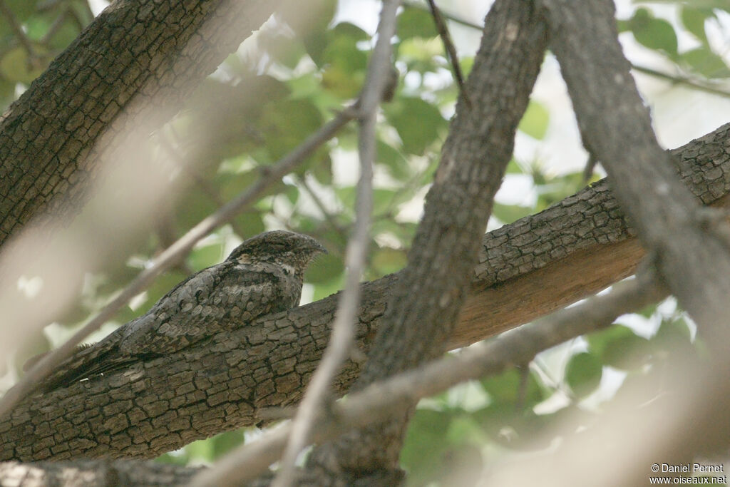 Engoulevent des Indesadulte, habitat, camouflage