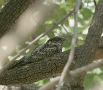 Jungle Nightjar