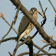 Shikra