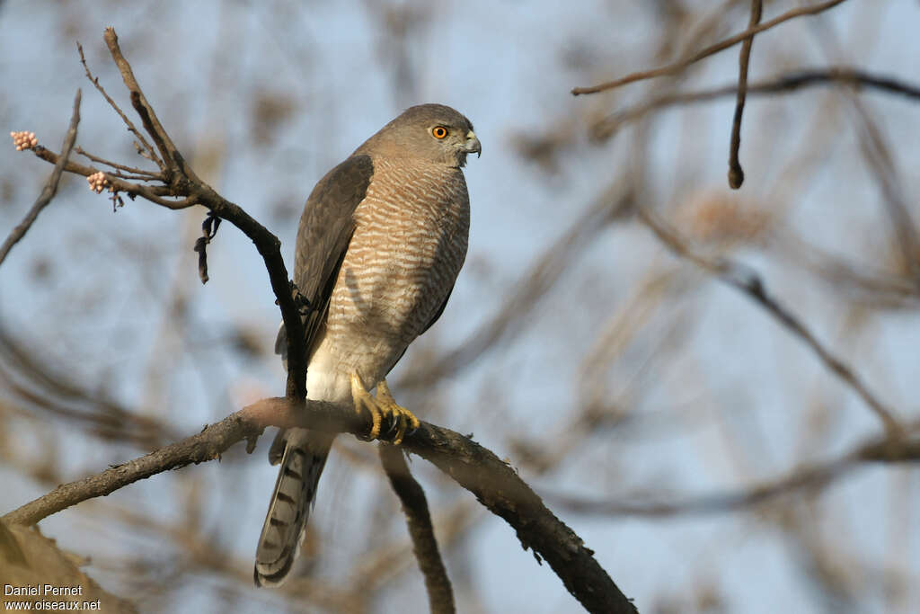 Épervier shikraadulte, identification