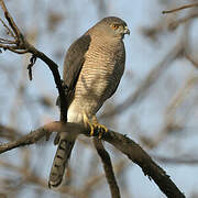 Shikra