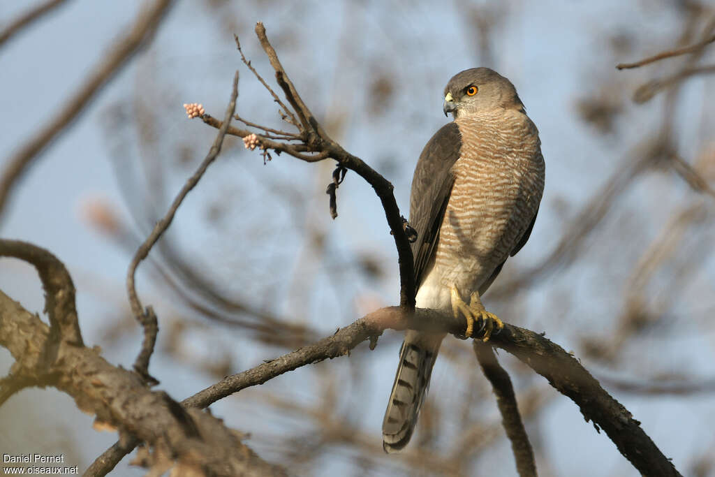 Épervier shikra femelle adulte, identification