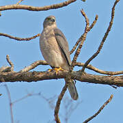 Shikra