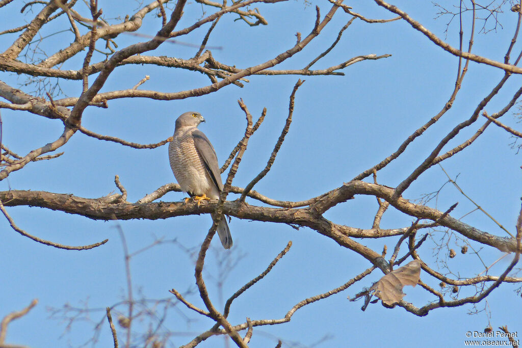 Épervier shikraadulte, habitat