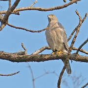 Shikra