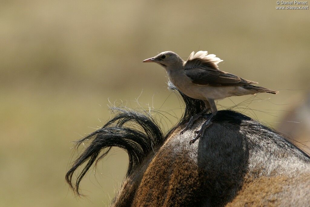 Étourneau caronculéadulte, identification