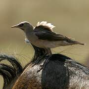 Wattled Starling