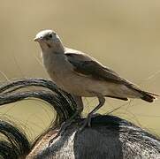 Wattled Starling