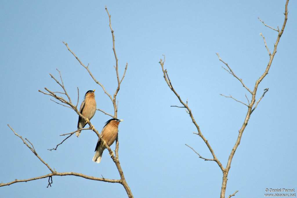 Brahminy Starlingadult