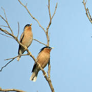 Brahminy Starling