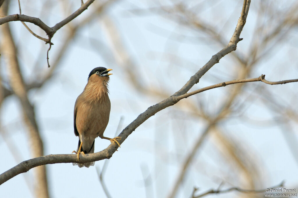 Brahminy Starlingadult