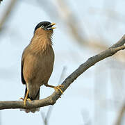 Brahminy Starling