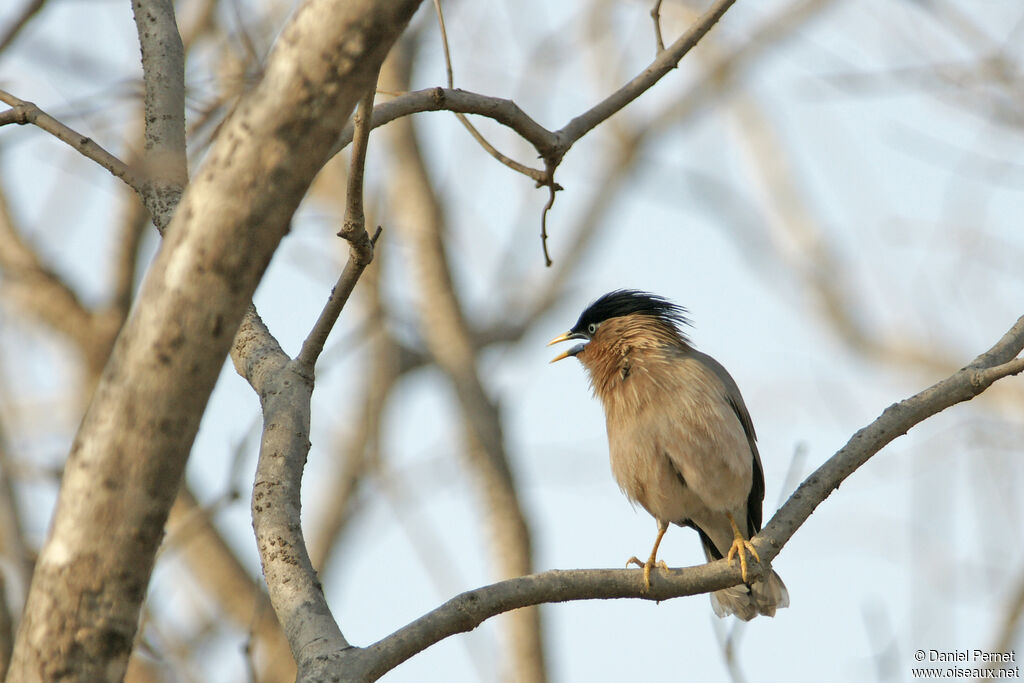 Brahminy Starlingadult