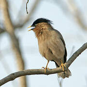 Brahminy Starling