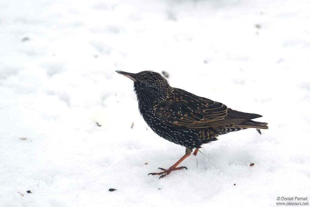 Common Starlingadult, identification