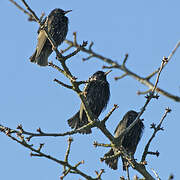 Common Starling