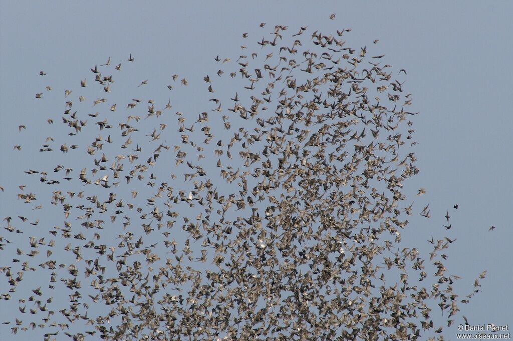 Common Starling, identification, Behaviour