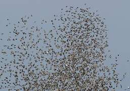 Common Starling