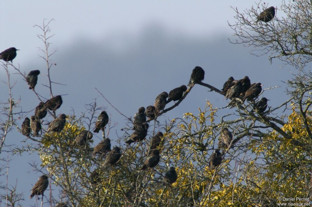 Common Starling, Behaviour