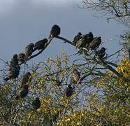 Common Starling