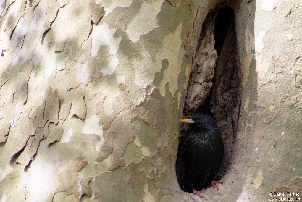 Common Starlingadult, identification, Reproduction-nesting, Behaviour