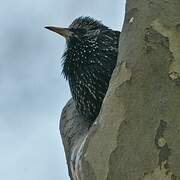 Common Starling