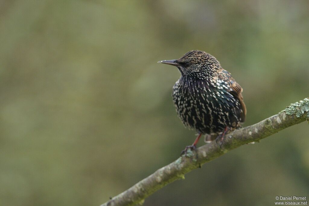 Étourneau sansonnetadulte, identification