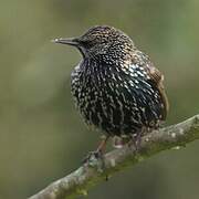 Common Starling