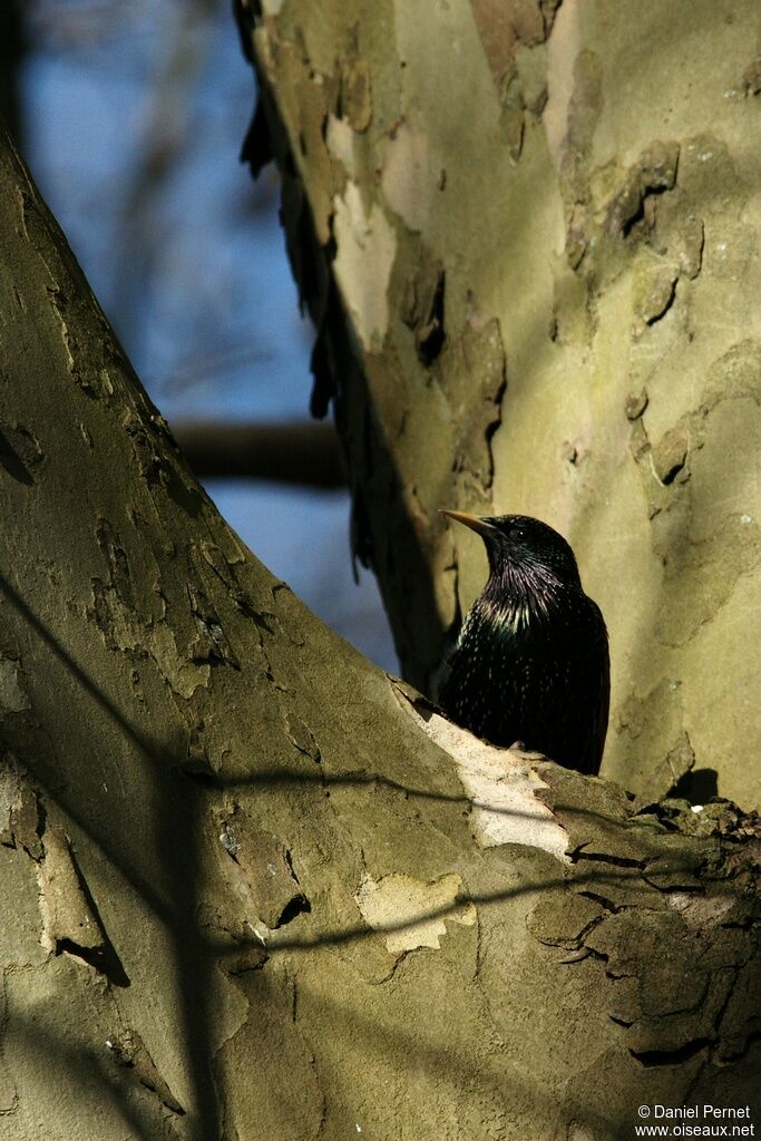 Common Starlingadult, identification, Reproduction-nesting