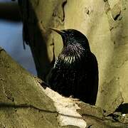 Common Starling