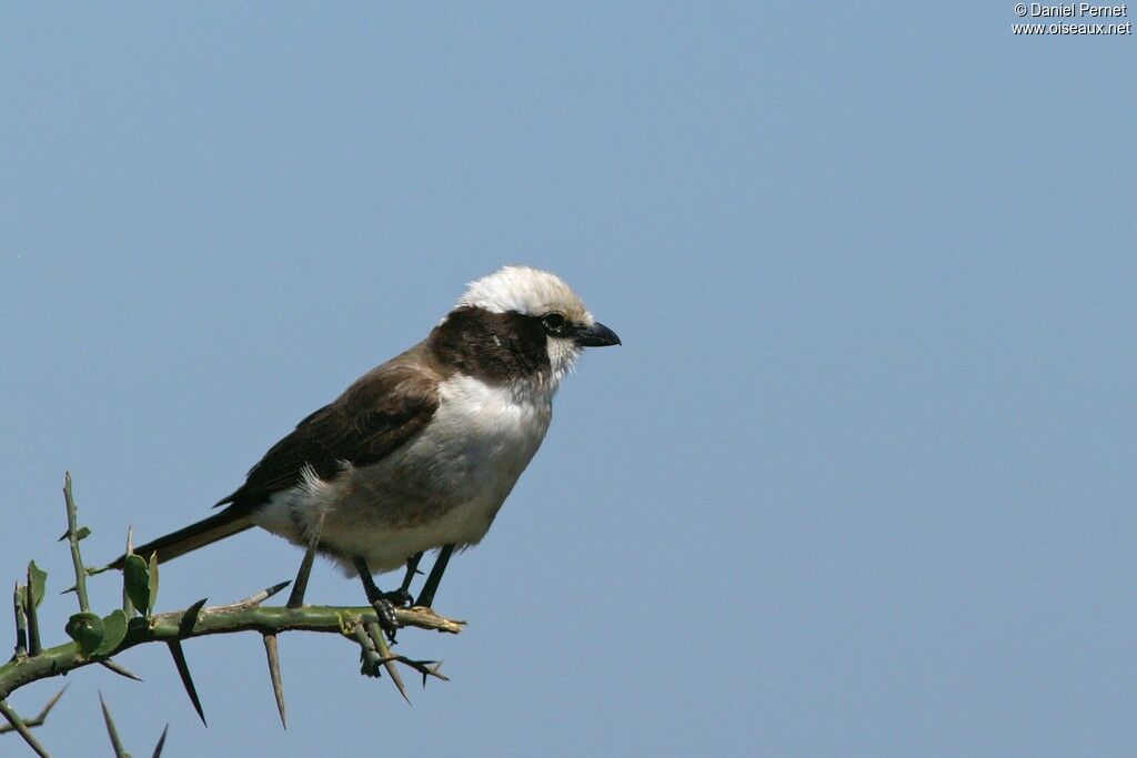 Eurocéphale de Rüppelladulte, identification