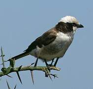 Northern White-crowned Shrike