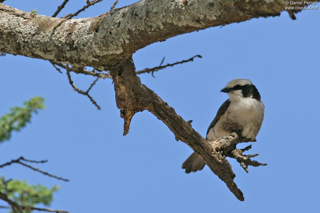 Northern White-crowned Shrikeadult, identification