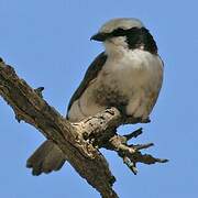 Northern White-crowned Shrike