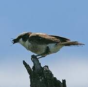 Northern White-crowned Shrike