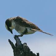 Northern White-crowned Shrike