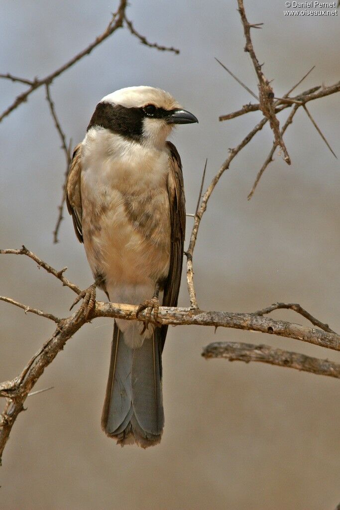 Northern White-crowned Shrikeadult, identification